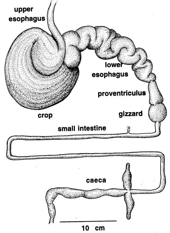 Hoatzin digestive system | Zoology, Division of Birds